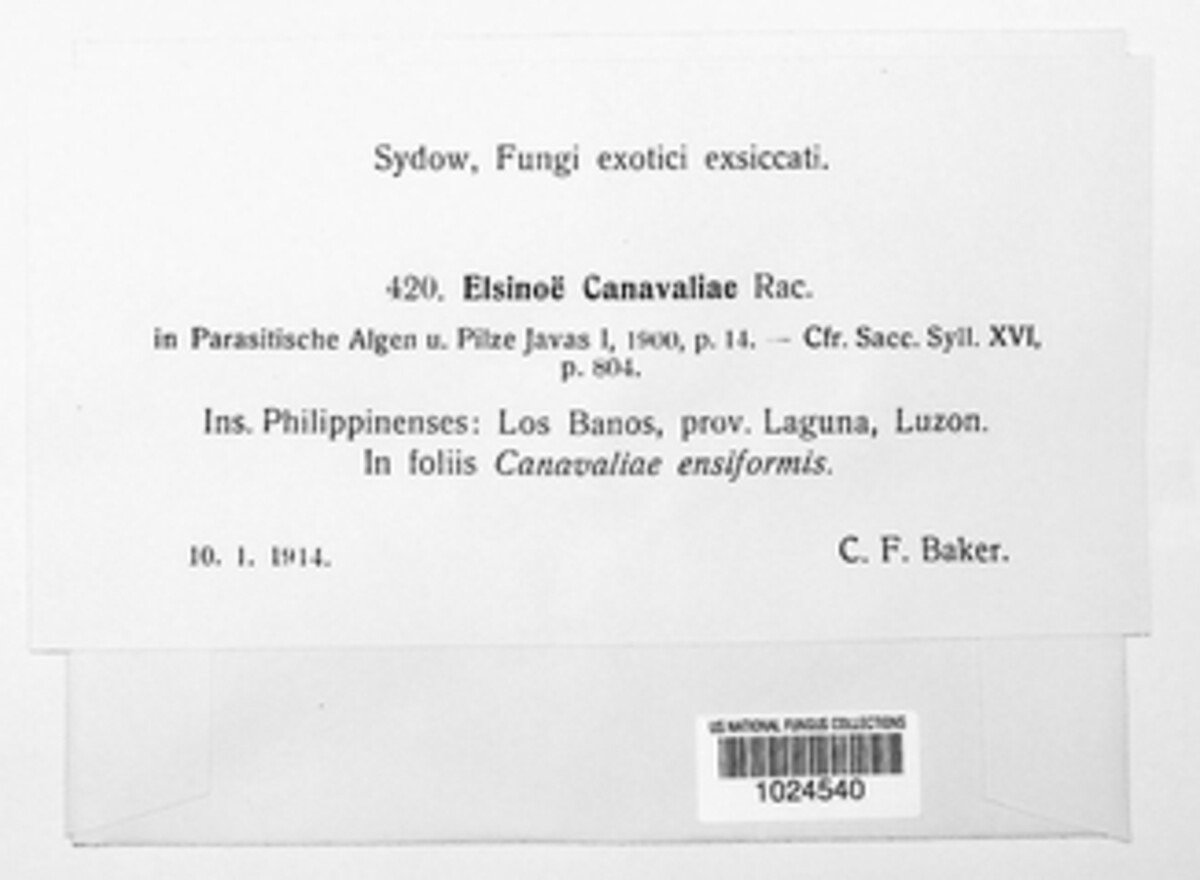 Elsinoe canavaliae image